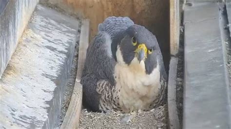 Collins Street's famous falcon nest undergoes renovation in time for ...