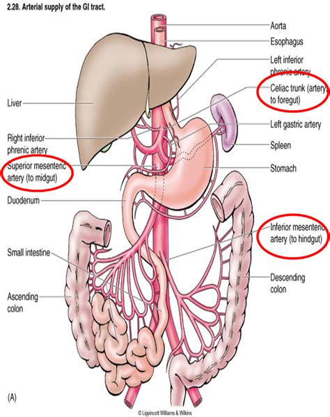 Ischemic Bowel Disease-Causes-Signs-Symptoms-Treatment