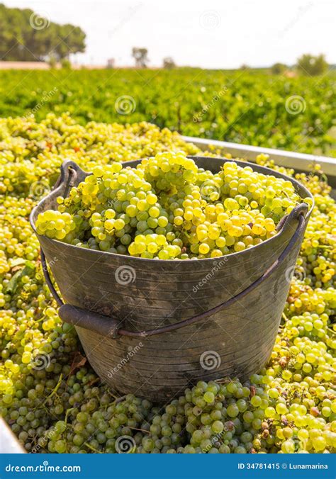 Chardonnay Harvesting with Wine Grapes Harvest Stock Image - Image of bush, cluster: 34781415