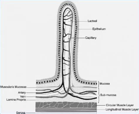 Villi diagram