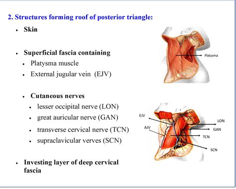 Posterior Triangle of Neck - Anatomy QA