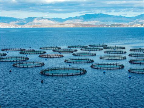 Cage Aquaculture - AquaBioTech Group