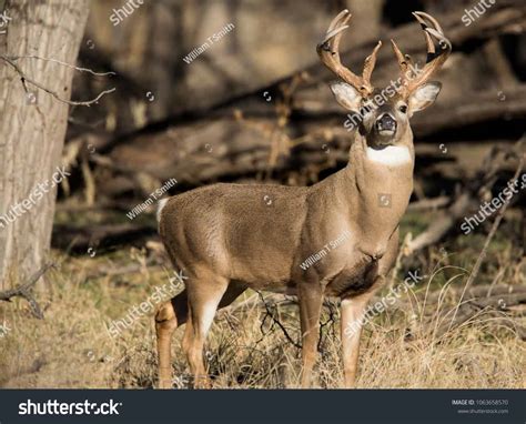 Do Female Deer Have Antlers? – North American Nature