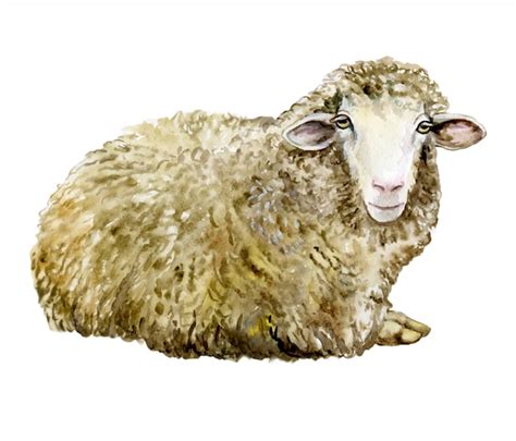 Premium Vector | In watercolor sheep