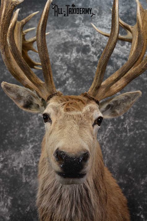 Red Stage Deer Taxidermy Shoulder Mount SKU 1589 - All Taxidermy