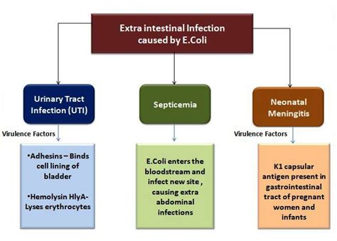 E.coli-Epidemiology, Pathogenesis and Treatment - Microbiology Notes