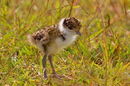 Plovers in your backyard: It's no picnic