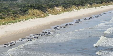 More than 200 whales have died on a beach in Tasmania - one photo shows ...