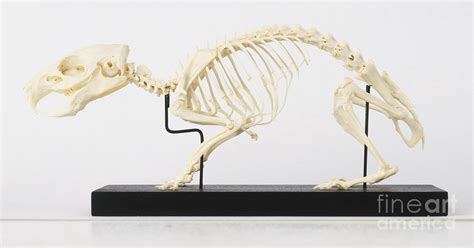 Skeleton Of A Guinea Pig Cavia Porcellus Photograph by Paul Bricknell ...