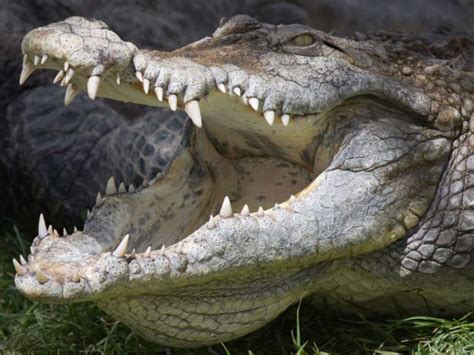 Killer Crocs - an appreciation. - The Crocodile Chronicles Australia