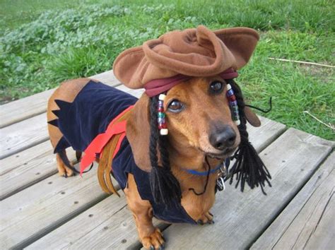 Hot Dog Dachshund Costume | ubicaciondepersonas.cdmx.gob.mx