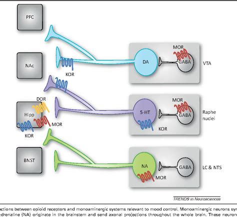 Opioid Receptor Chart