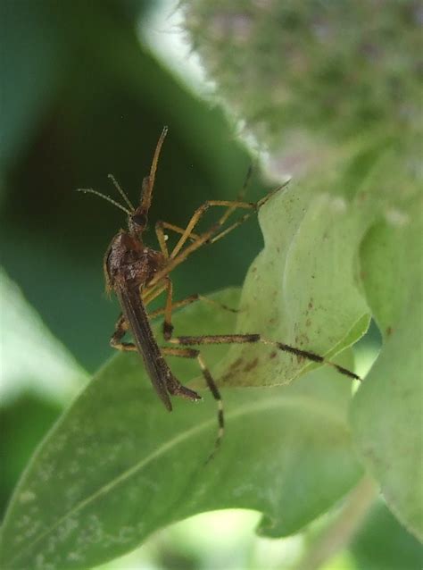 Psorophora ciliata | in our front yard, Dearborn, MI | Stylurus | Flickr