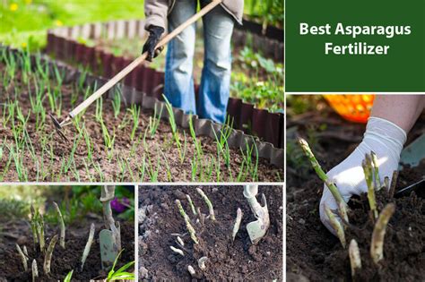 Best Asparagus Fertilizer (All Types) - EmbraceGardening