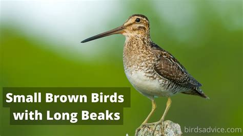 15 Small Brown Birds with Long Beaks (Inc. Awesome Photos)