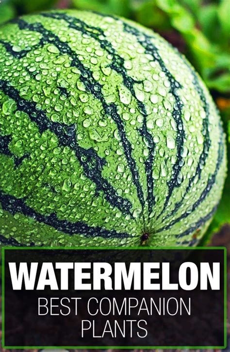 What are Watermelon Companion Plants? — 5 of the Best