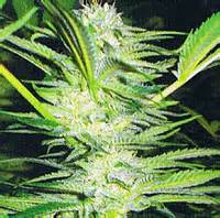 Best White Widow Seeds | USA Cannabis Seeds