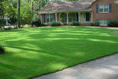 12 of the Best Drought-Resistant Grasses for a Greener Lawn