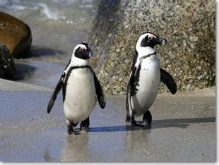 African Penguin Facts – African Penguin Diet & Breeding