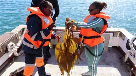 In Namibia, kelp forests help lock up planet-heating carbon | Context