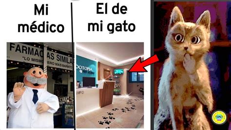 Reacciono a MEMES de GATOS !! // Adry y sus DivertiCats - YouTube