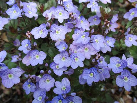 Blue Flowering Ground Cover Photograph by Paul - Phyllis Stuart | Pixels