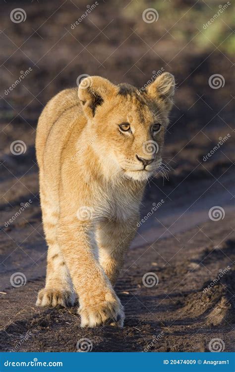 African lion cub stock image. Image of baby, fauna, wildlife - 20474009