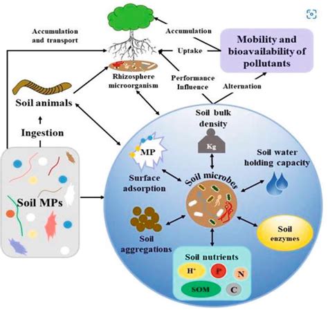 Effect of Microplastic on the Human Health | IntechOpen