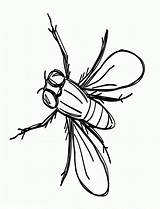 Fly Coloring Pages To Download And Print For Free sketch template