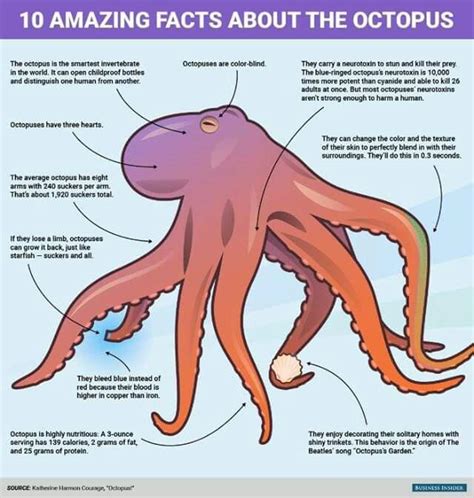 Kraken Mythology Facts - All Gadoes