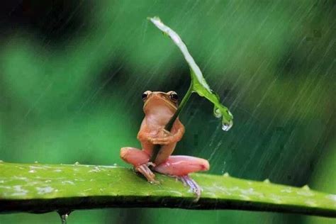 Cute Coqui | Animals beautiful, Funny frogs, Cute frogs