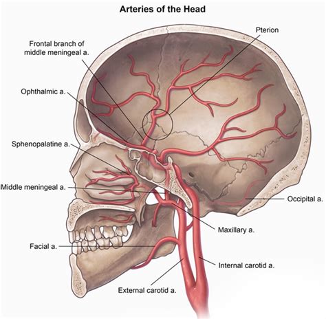 USMLE Notes - Pterion where the frontal, parietal, temporal and...