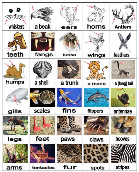 ANIMALS BODY PARTS | ENGLISH IN QUEL