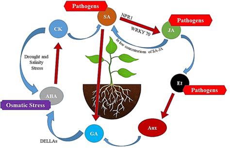 The plant hormones and their crosstalk in stress responses ...