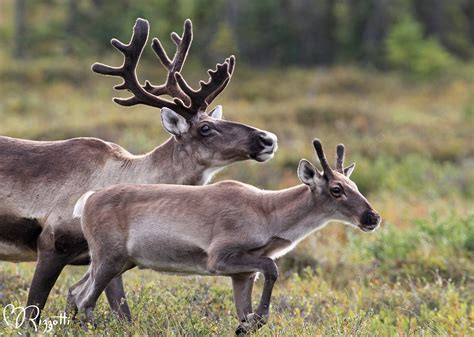 Caribou "Antlered Female and Calf" | Betty Rizzotti | Flickr