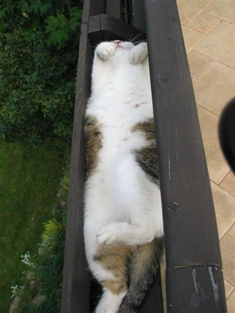 30 Cats Who Have Mastered The Art Of Sleep-Fu | Bored Panda