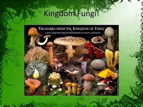 PPT - Kingdom Fungi! PowerPoint Presentation, free download - ID:2745323