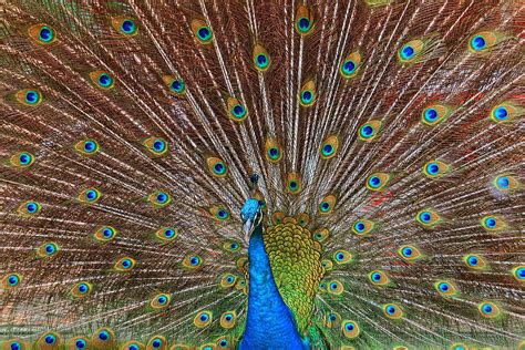 Mating Ritual - Indian Blue Peafowl Photograph by Ganesh Krishnan