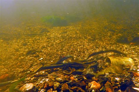 River lamprey spawning surveys - ECOFACT