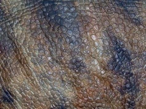 Image detail for -Realistic Replica Of Dinosaur Skin Royalty Free Stock Photo, Pictures ...