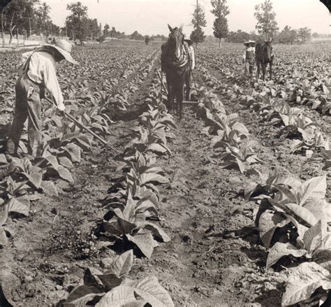 Smithsonian Secretary has agricultural roots | National Museum of American History