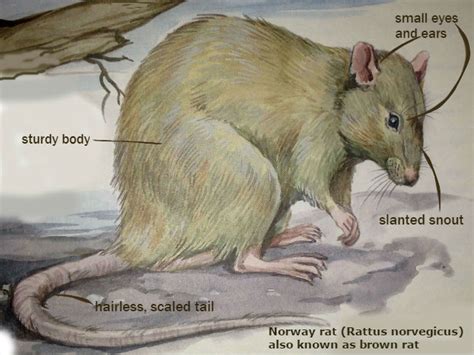 Norway rats are the common rat species in human settlements