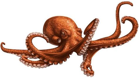 Giant Pacific Octopus Tattoo Designs