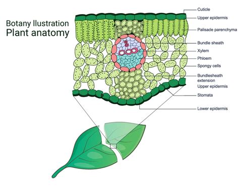 Nanoparticle uptake methods for plants (2) | Images :: Behance