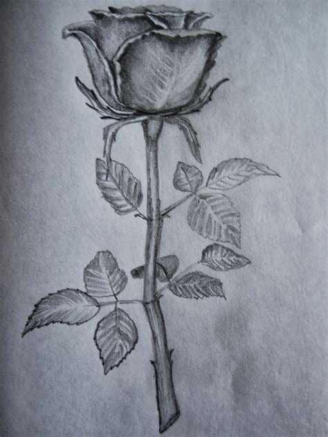 Shaded Rose Drawing at GetDrawings | Free download