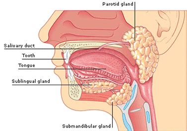 STEP ONE OF THE DIGESTIVE SYSTEM - the human digestive system