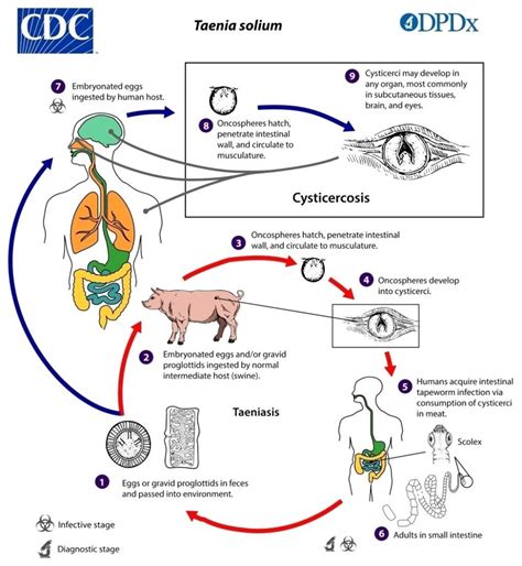 Life cycle of Taenia solium. | Download Scientific Diagram