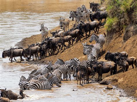 When and where to see Africa's annual wildebeest migration | Tribes Travel