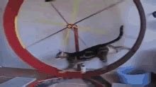 Gerbil On A Wheel GIFs | Tenor