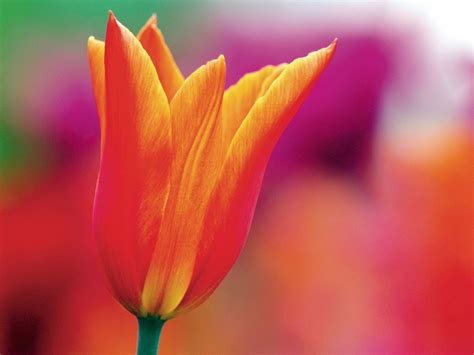 Flower Photography Tips From a Pro Shooter | Our Canada